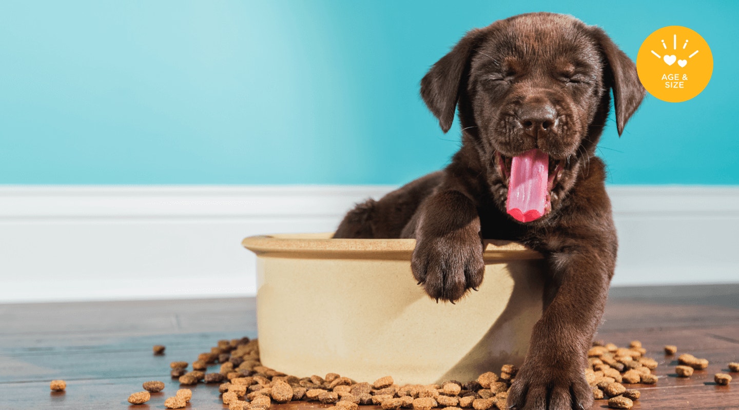 cuanto dura la comida para perros iams
