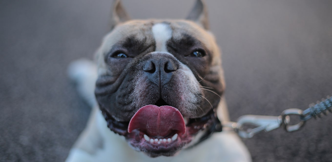 4 Tips for Changing Your Dog’s Diet