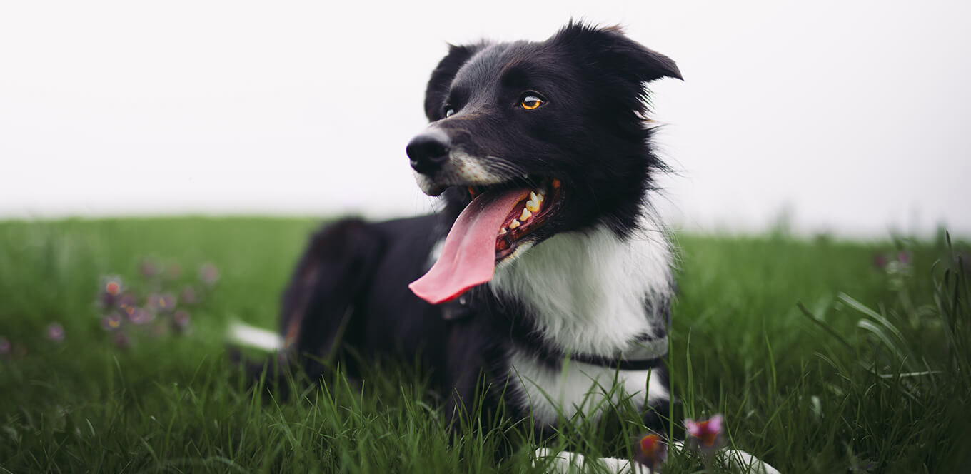 article chicken the complete protein source for your dog header