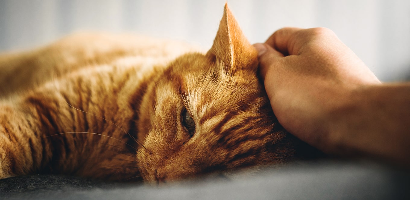 Why Antioxidants Are Good For Your Cat