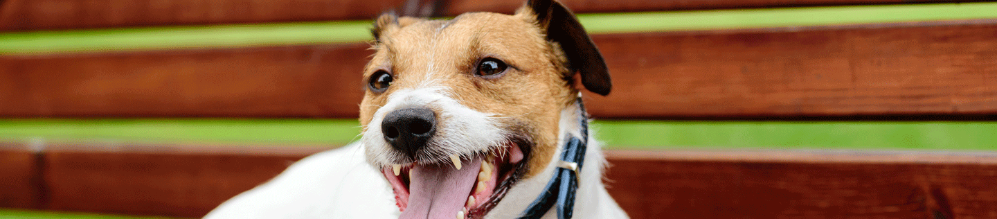 Why Do Dogs Pant?