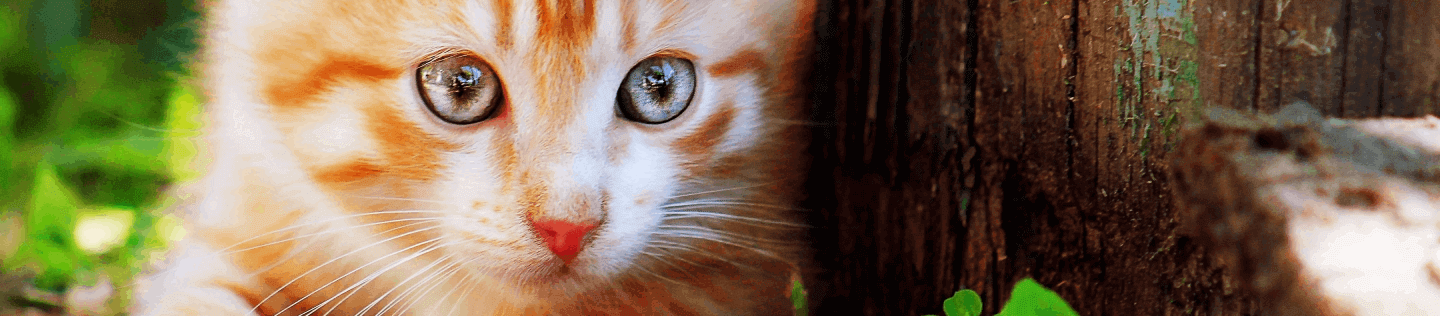 cat article detail banner