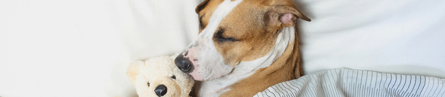Why Do Dogs Pant?