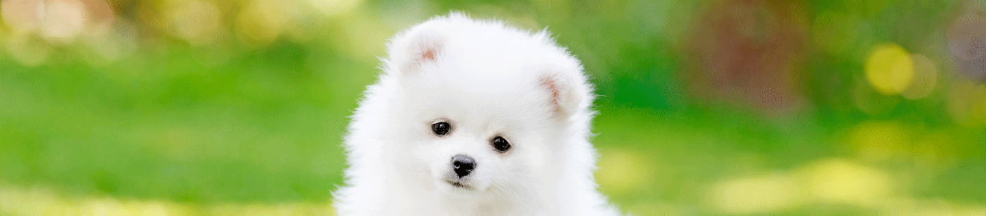 Puppy Basics: Flea Prevention