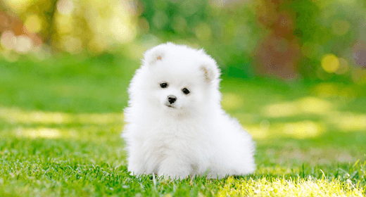 Puppy Basics: Flea Prevention