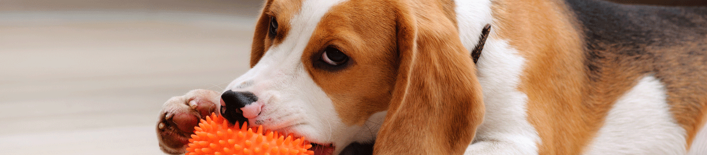 Encouraging Healthy Chewing Behavior in Your Dog