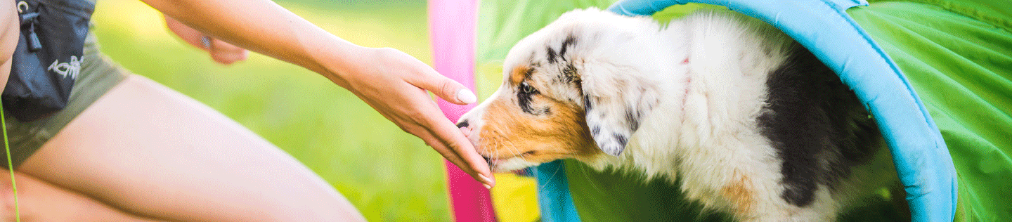 Train Your Puppy Like a Pro