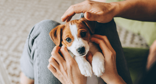 How to Track Your Puppy's Health in the First Year