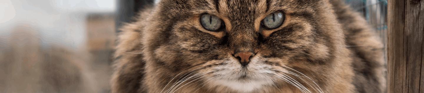 cat-article-decat article detail bannertail-banner