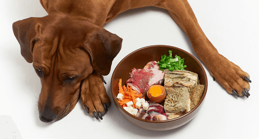 Why the Taste of Your Dog’s Food Matters