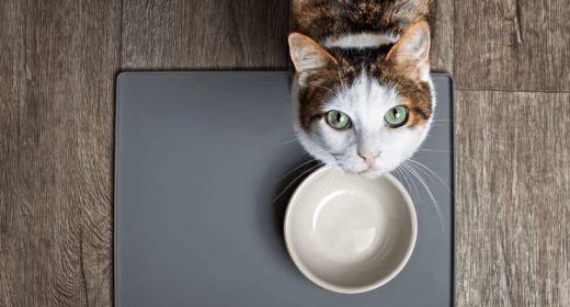 cat article detail banner mobile