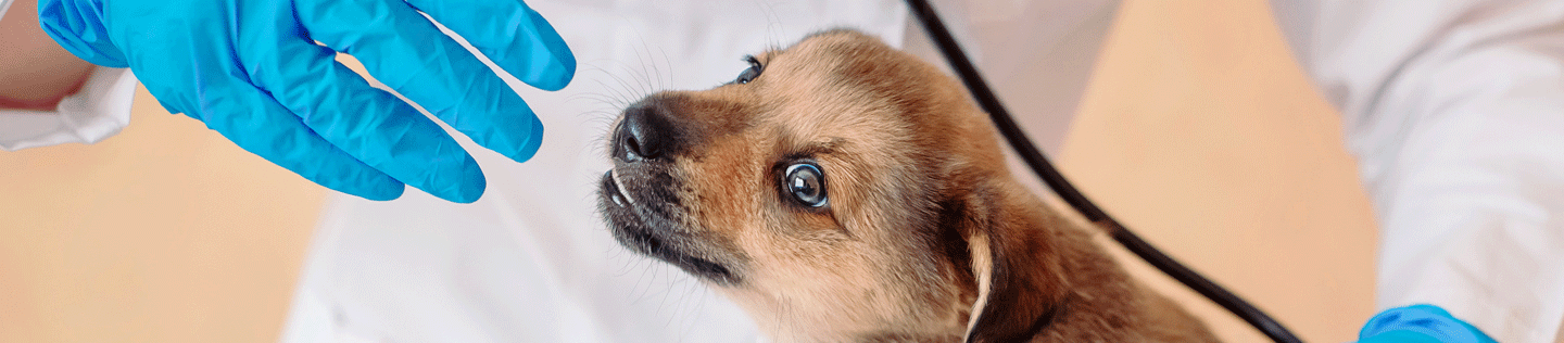 Your puppy’s first veterinary visit