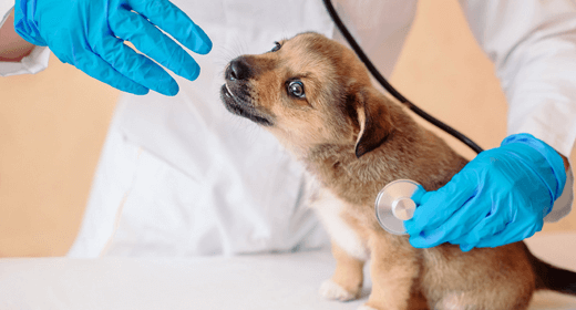 Your puppy’s first veterinary visit