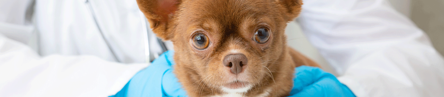 Puppy Basics: Health Care Essentials