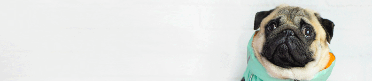 Why Is My Dog Shaking?
