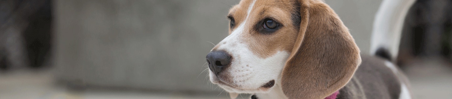 Reading Your Dog's Body Language