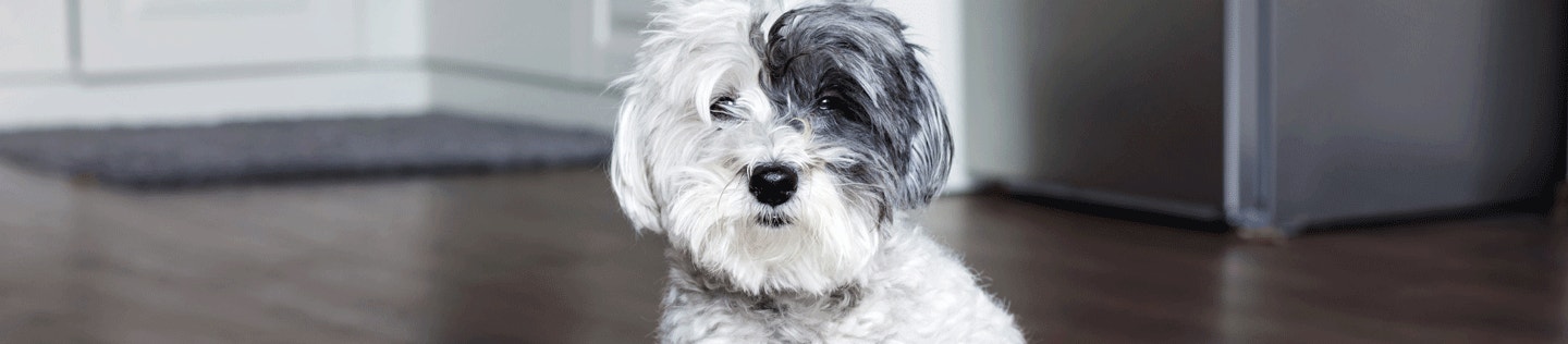 How to Help Your Overweight Dog