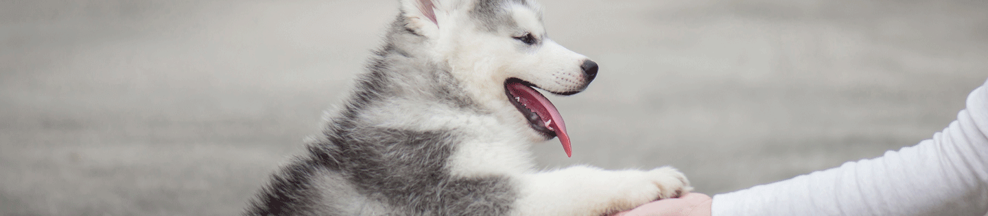 Puppy Basics: Health Care Essentials