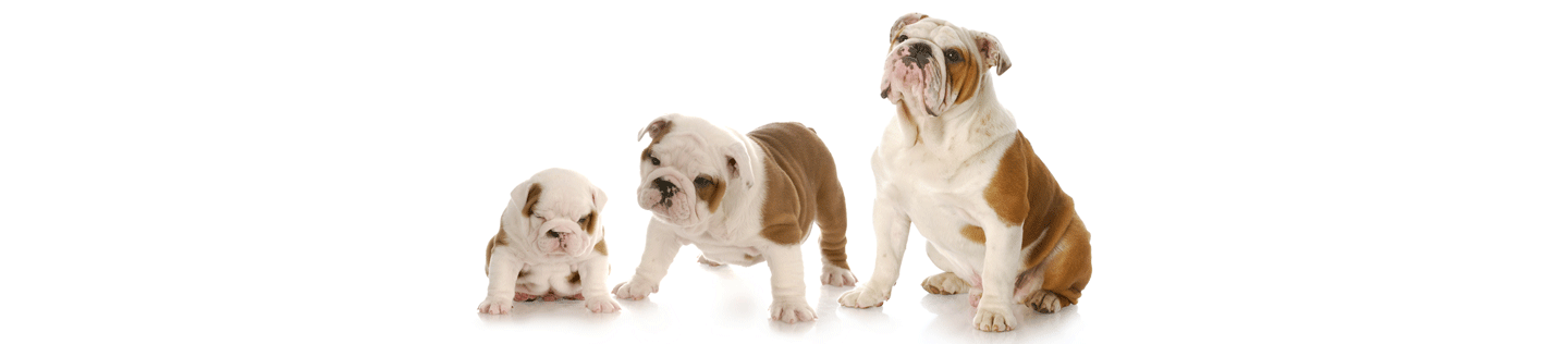 Your Dog’s Health, from 1 to 8 Years
