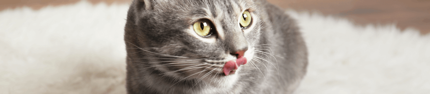 cat-article-detail-banner-new