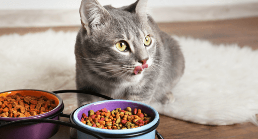 cat-article-detail-banner-mob-new