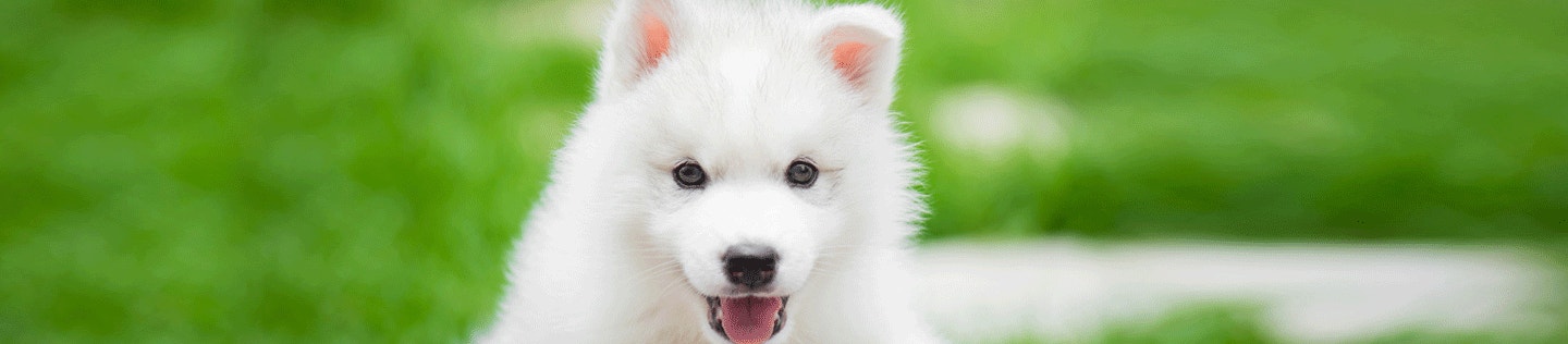 Puppy Basics: Health Care Essentials