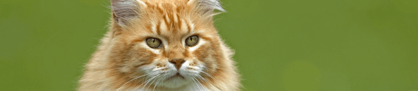 Why Nutrition in Cat Food Is Key for Shiny Coats