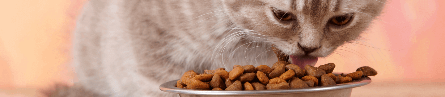 cat-arcat article detail bannerticle-detail-banner