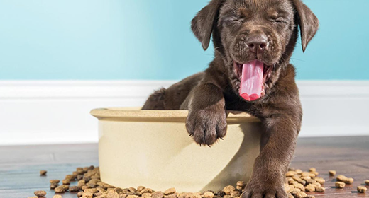 Understanding Puppy Food Nutrition Labels