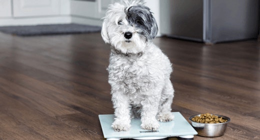 How to Help Your Overweight Dog