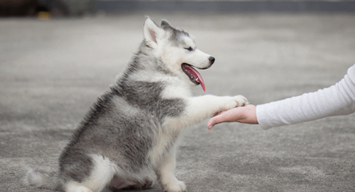Puppy Basics: Health Care Essentials