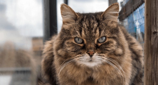 Understanding Kitten Food Nutrition Labels