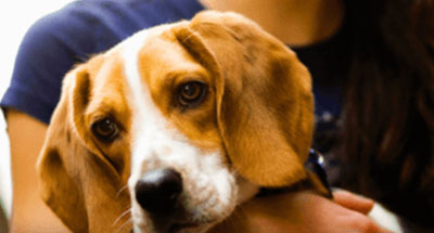 Dog Articles