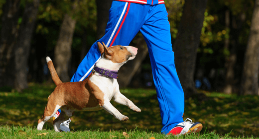 es iams bueno para los perros